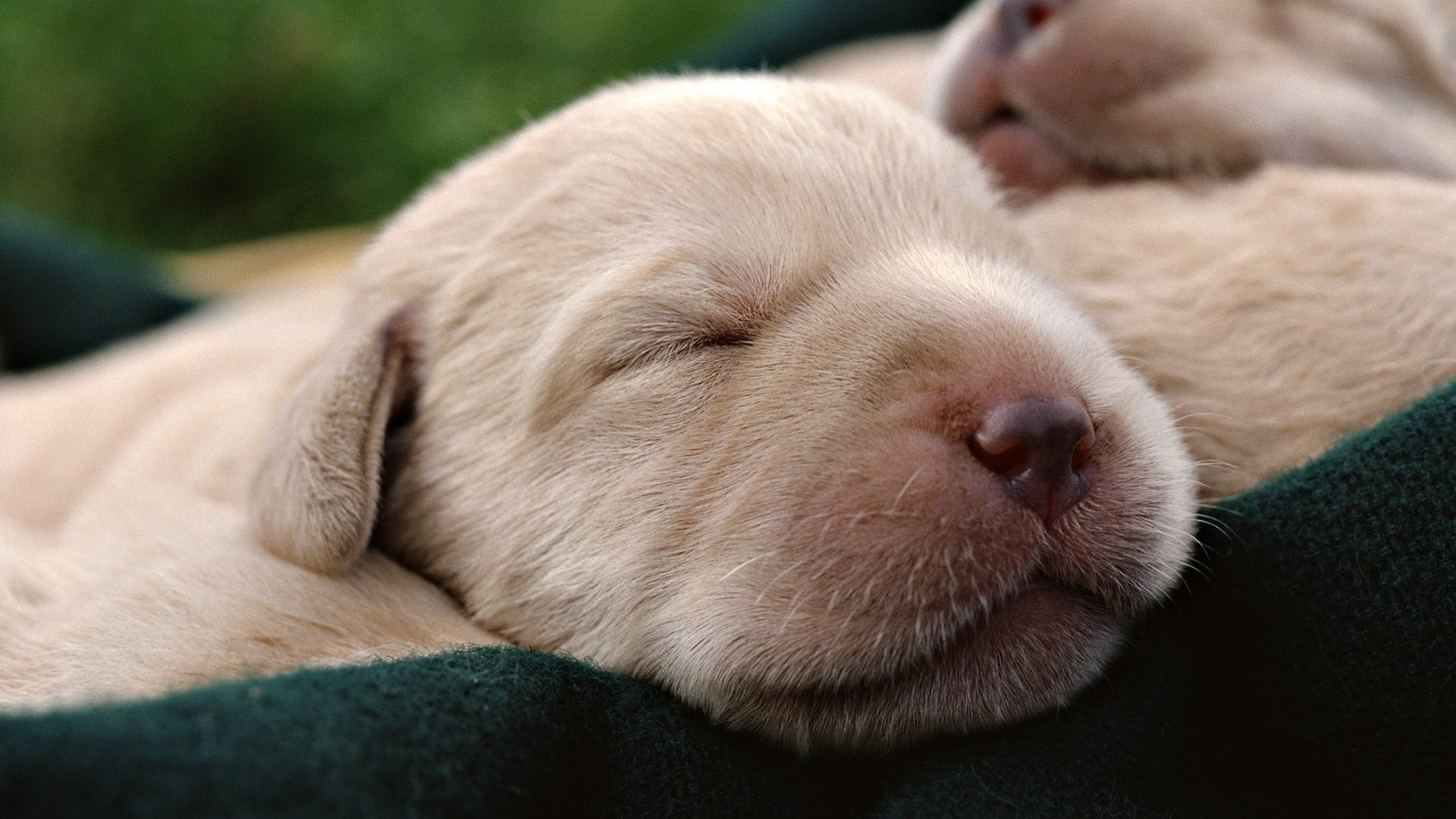 Puppy HD Wallpaper | Background Image | 1920x1080