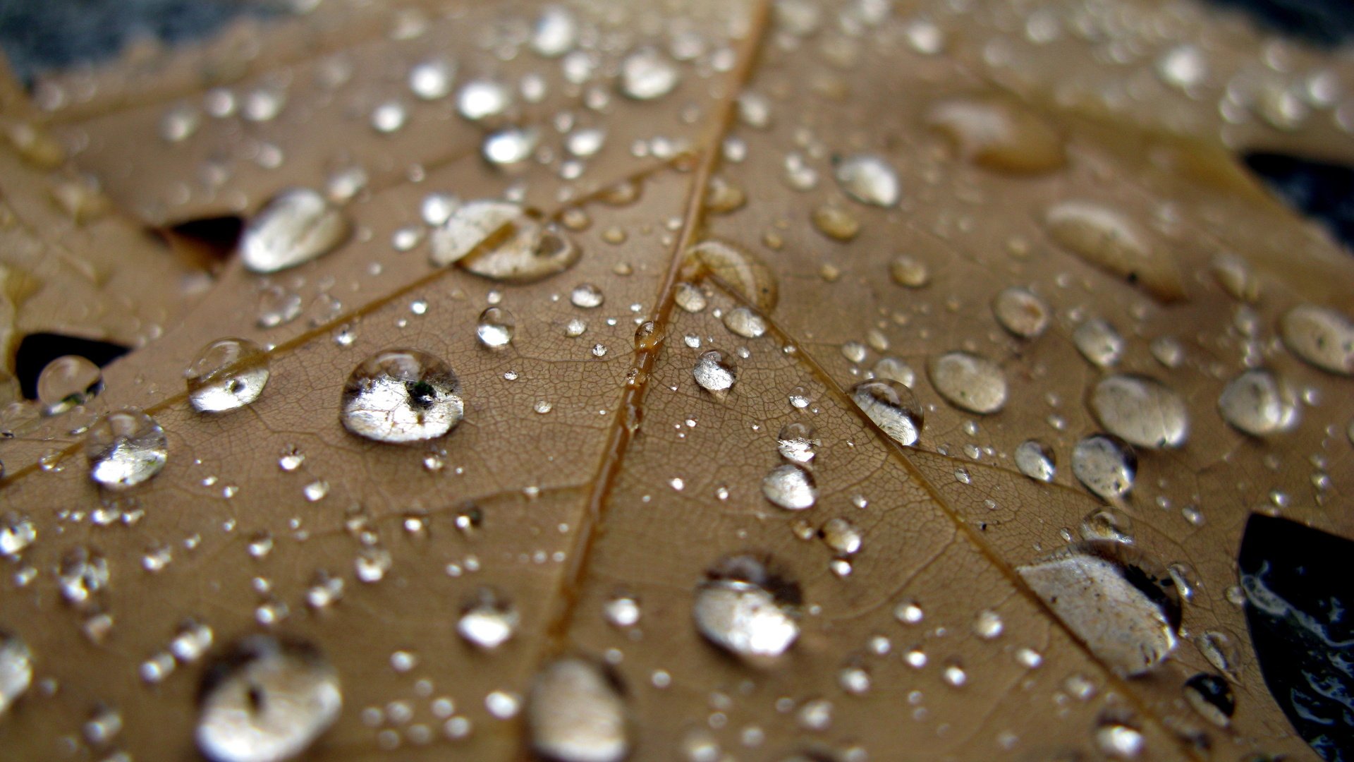 Download Nature Water Drop HD Wallpaper