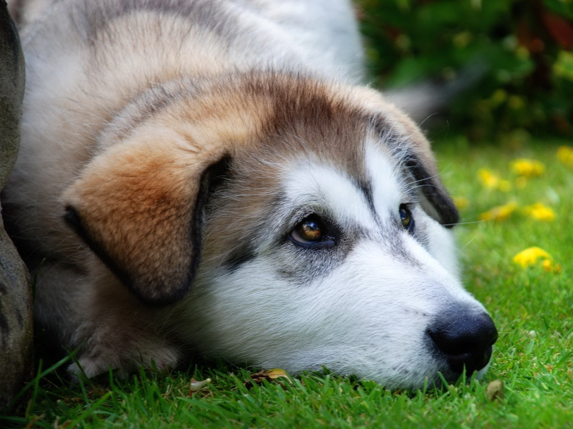 Download Animal Dog HD Wallpaper | 1920x1440 | Wallpaper Abyss