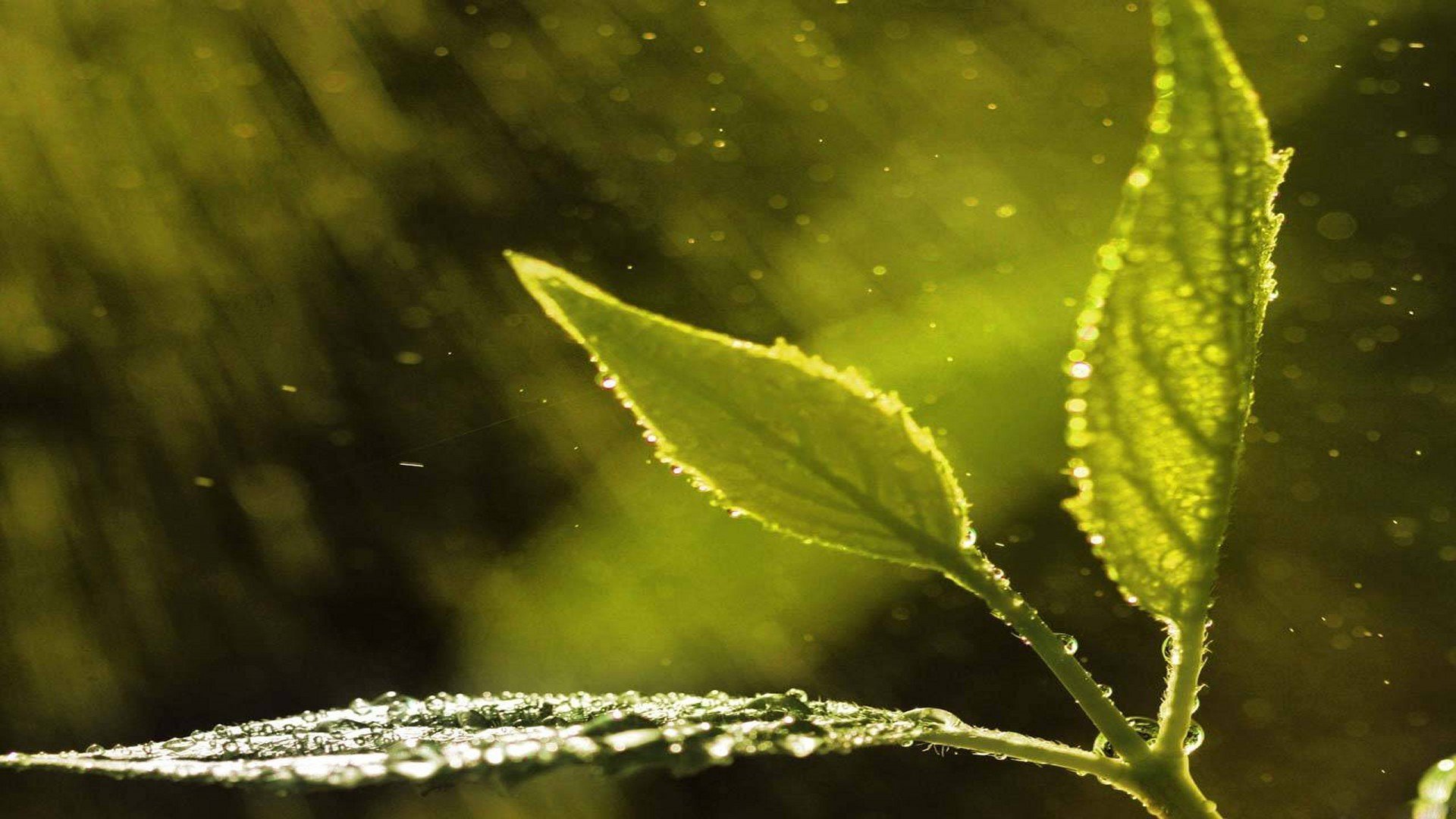 Download Nature Leaf HD Wallpaper