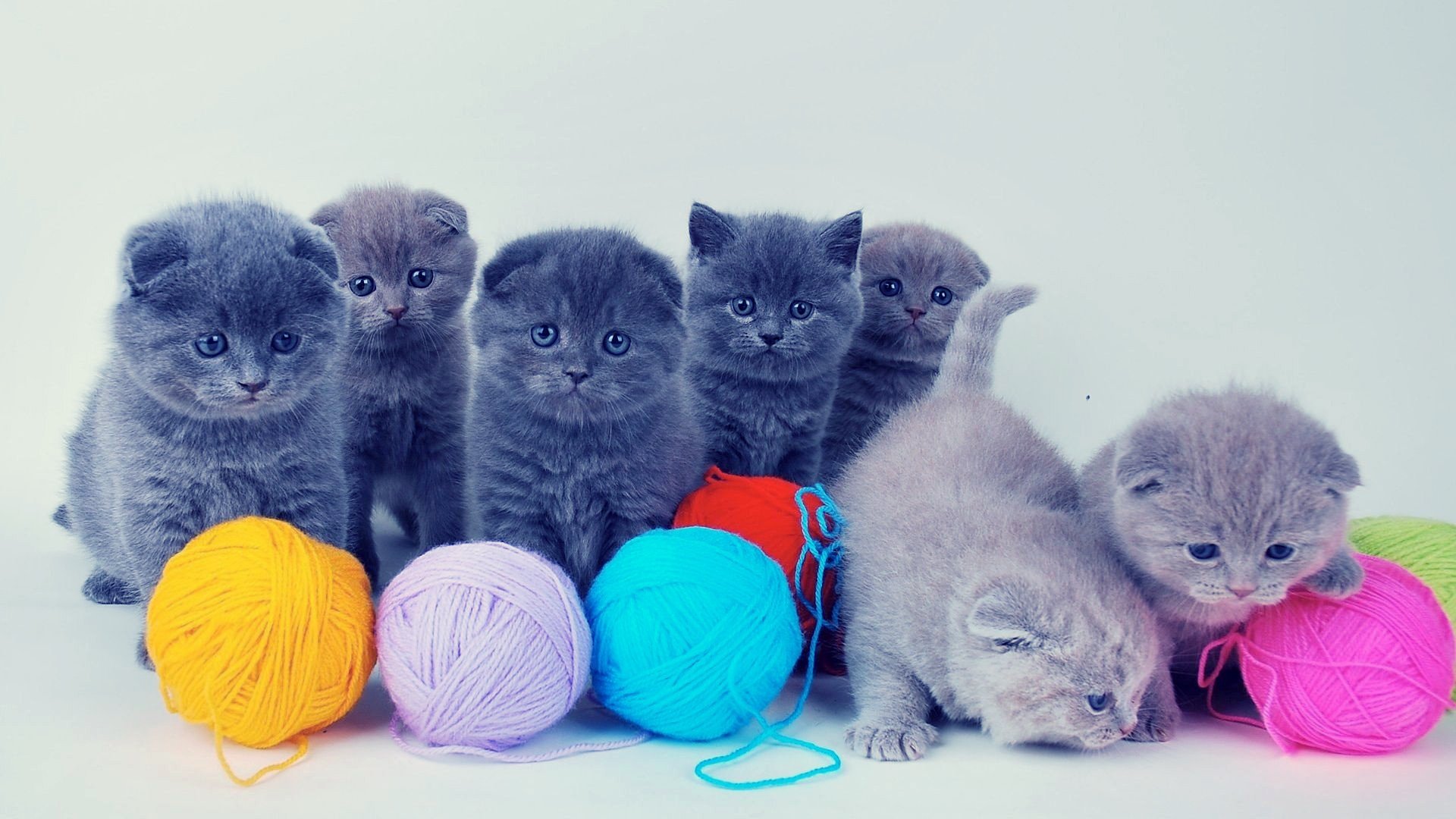A playful group of fluffy gray kittens surrounded by colorful yarn balls, making for an adorable HD PC desktop wallpaper and background.