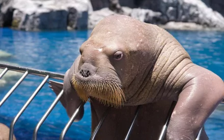 Animal walrus HD Desktop Wallpaper | Background Image