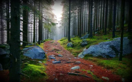 A serene forest path meanders through towering trees and lush greenery, with moss-covered rocks and a soft mist, creating a tranquil nature scene for an HD desktop wallpaper.