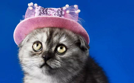  Grey Cat with a Pink Hat on
