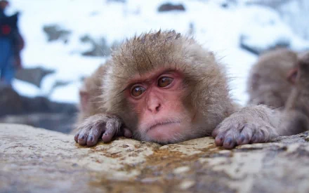 Animal Japanese macaque snow monkey HD Desktop Wallpaper | Background Image