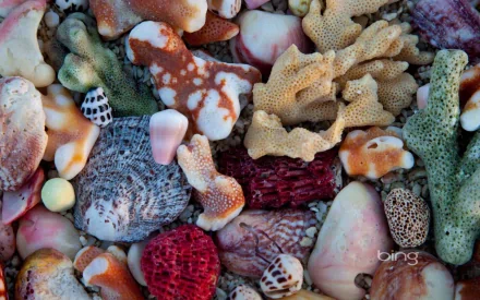HD desktop wallpaper featuring a vibrant close-up of various colorful seashells and coral fragments, showcasing the intricate beauty of nature.