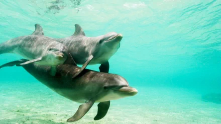 A serene underwater scene featuring three dolphins swimming gracefully through clear blue waters, making for a stunning HD desktop wallpaper and background.