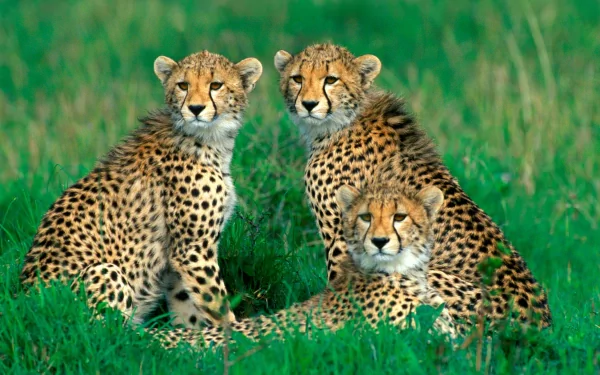 HD desktop wallpaper and background featuring three cheetahs lounging in lush green grass. The cheetahs are alert and gazing forward, showcasing their striking spotted coats.