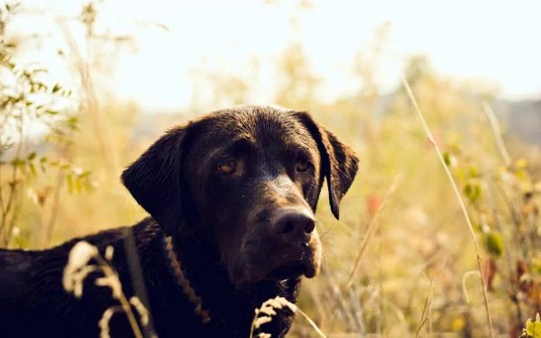 HD desktop wallpaper featuring a close-up of a black Labrador Retriever in a sunlit outdoor setting with tall grass and soft natural lighting.