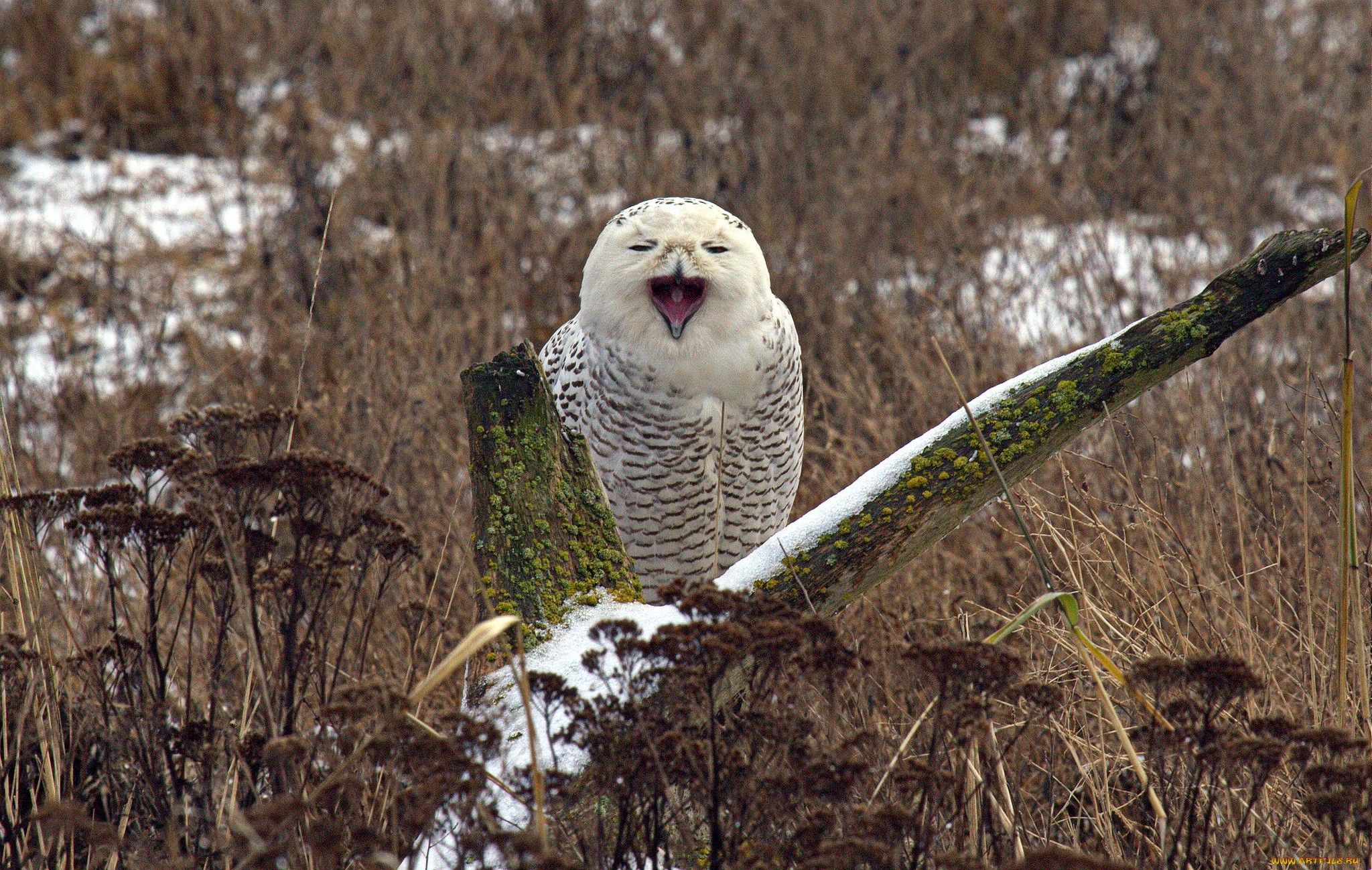 Animal Snowy Owl HD Wallpaper | Background Image
