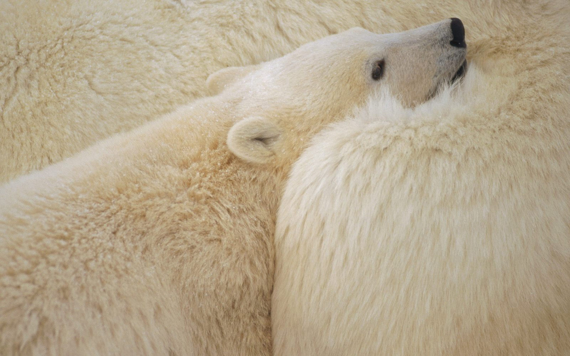 Polar Bear Full HD Wallpaper and Background Image | 1920x1200 | ID:353796