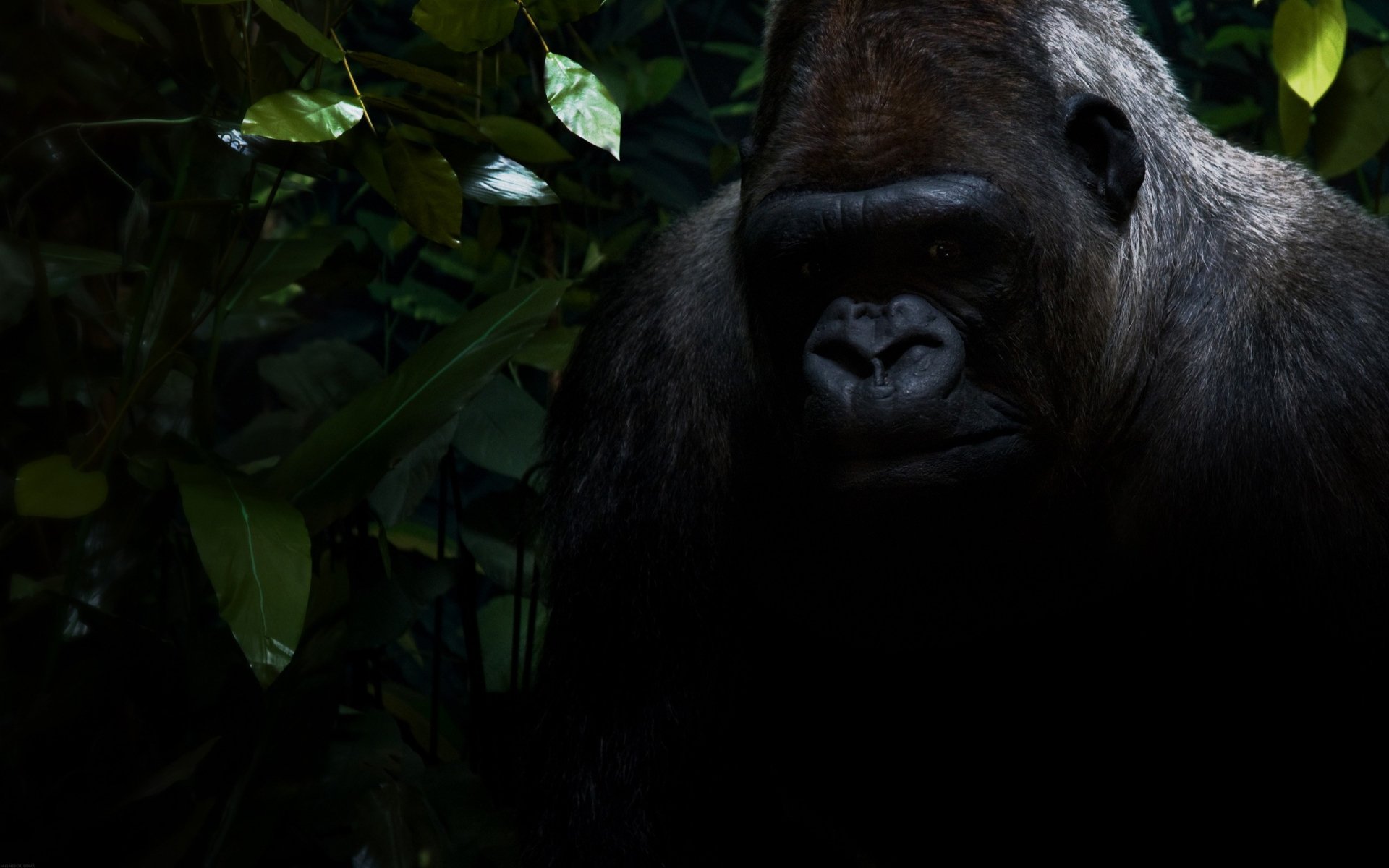 download-animal-gorilla-hd-wallpaper