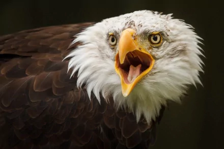 Animal eagle HD Desktop Wallpaper | Background Image