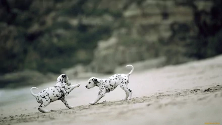 Animal dalmatian HD Desktop Wallpaper | Background Image