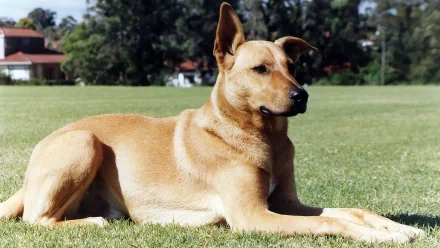 A relaxed kelpie dog lies gracefully on a grassy field, surrounded by trees, captured in a high-definition desktop wallpaper.