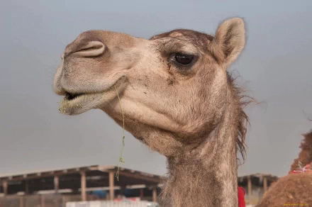 A close-up of a camel enjoying a snack, showcasing its unique features and textures. This HD image serves as a captivating desktop wallpaper and background.
