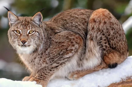 A close-up of a lynx sitting gracefully on snow, showcasing its striking fur pattern and keen eyes. This HD image serves as an engaging desktop wallpaper and background.