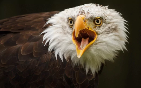 Animal eagle HD Desktop Wallpaper | Background Image