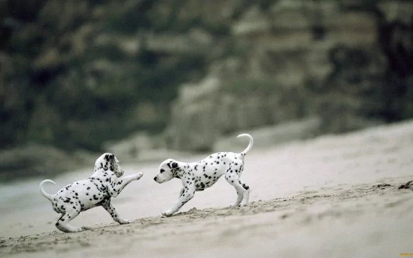 Two Dalmatian puppies play on a sandy shore — an HD PC desktop wallpaper background featuring soft-focus coastal scenery.