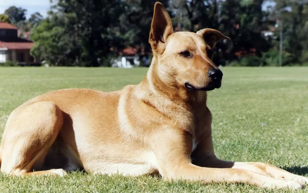 A relaxed kelpie dog lies gracefully on a grassy field, surrounded by trees, captured in a high-definition desktop wallpaper.