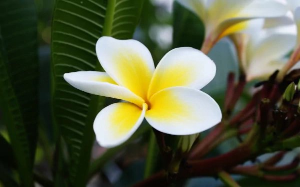 nature frangipani HD Desktop Wallpaper | Background Image