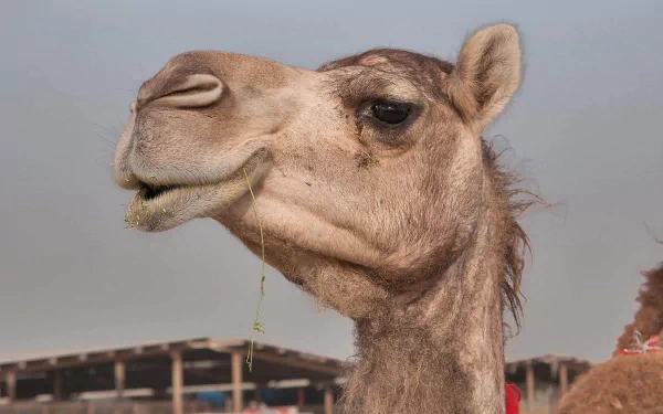 A close-up of a camel enjoying a snack, showcasing its unique features and textures. This HD image serves as a captivating desktop wallpaper and background.