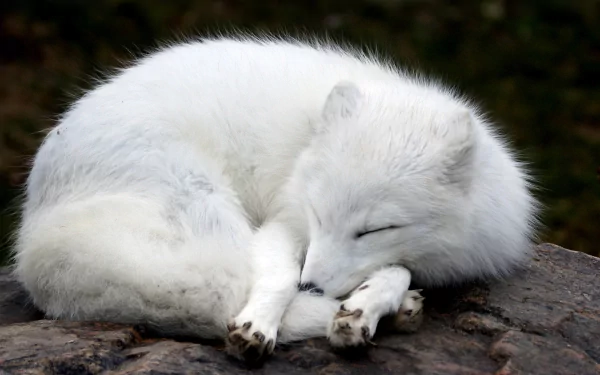 A tranquil arctic fox curled up and sleeping on a rock, featuring soft white fur. This HD image serves as a serene desktop wallpaper and background.