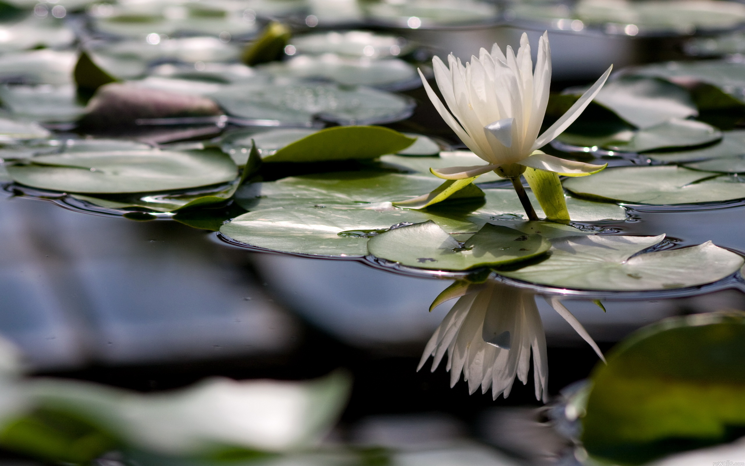 Лилия озерного света. Лилии отображения в воде. Заставка на рабочий стол озеро с кувшинками. Фотообои кувшинка на воде. Невероятно прекрасные водяные лилии.