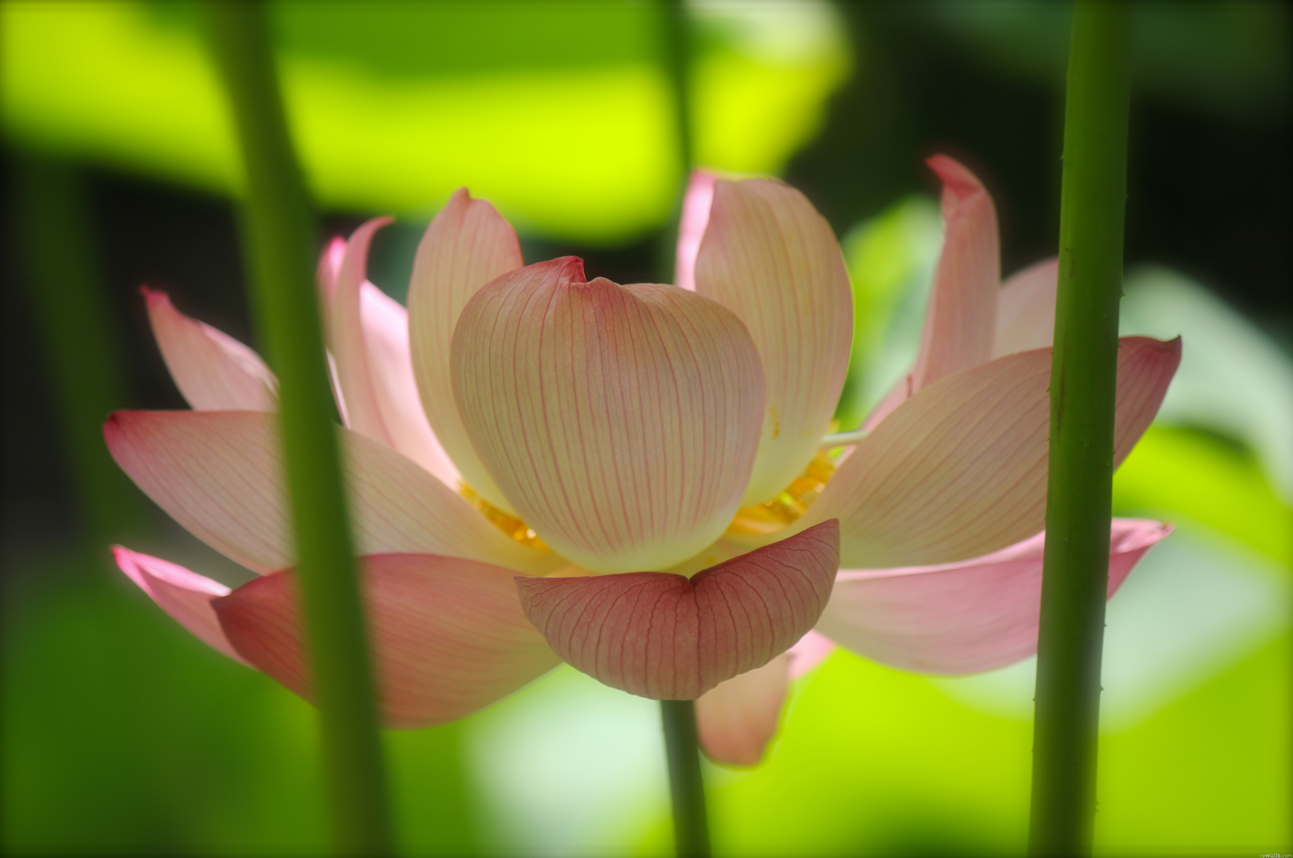 Lotus 4k Ultra HD Wallpaper | Background Image | 4288x2848