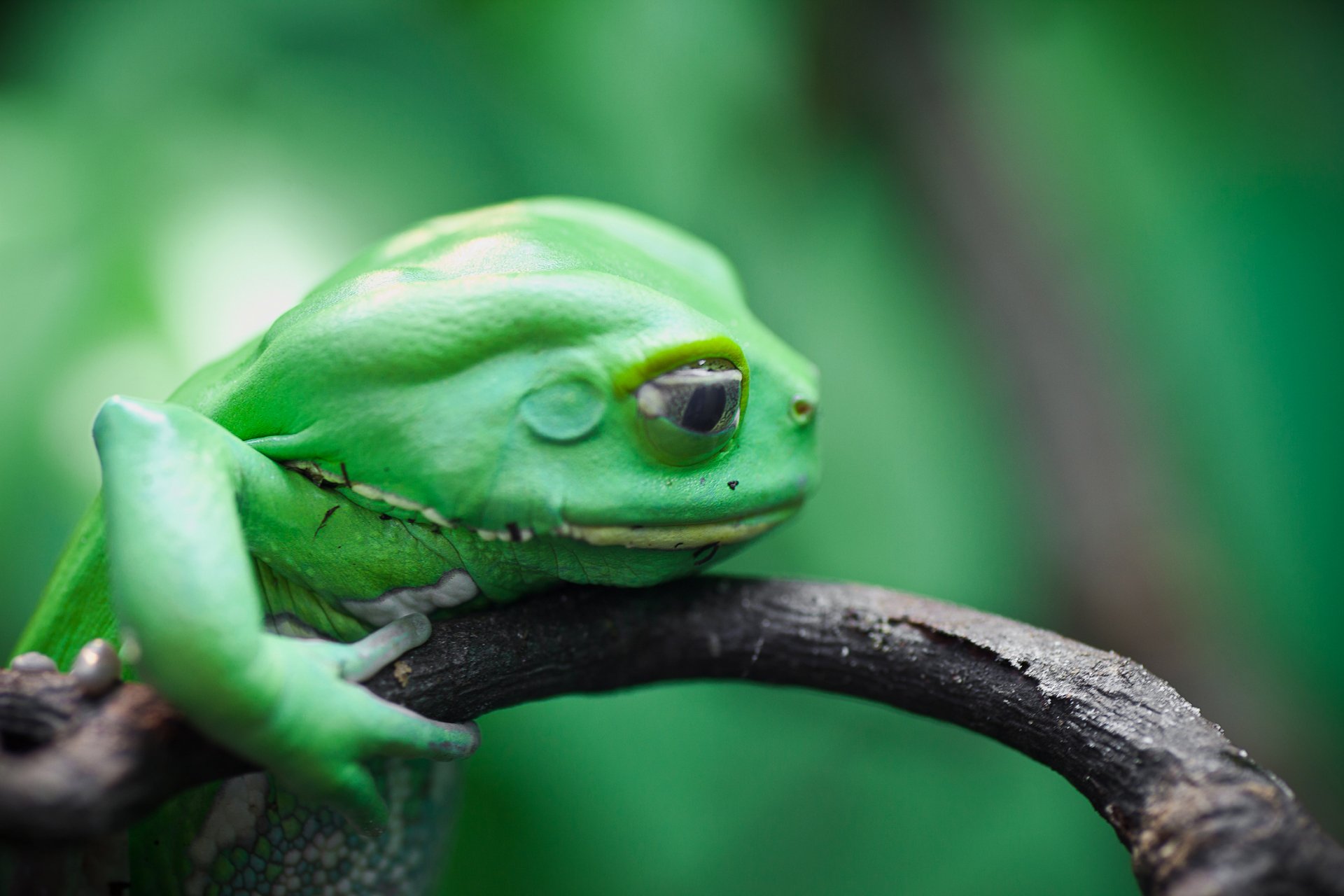 Frog HD Wallpaper | Background Image | 2200x1467