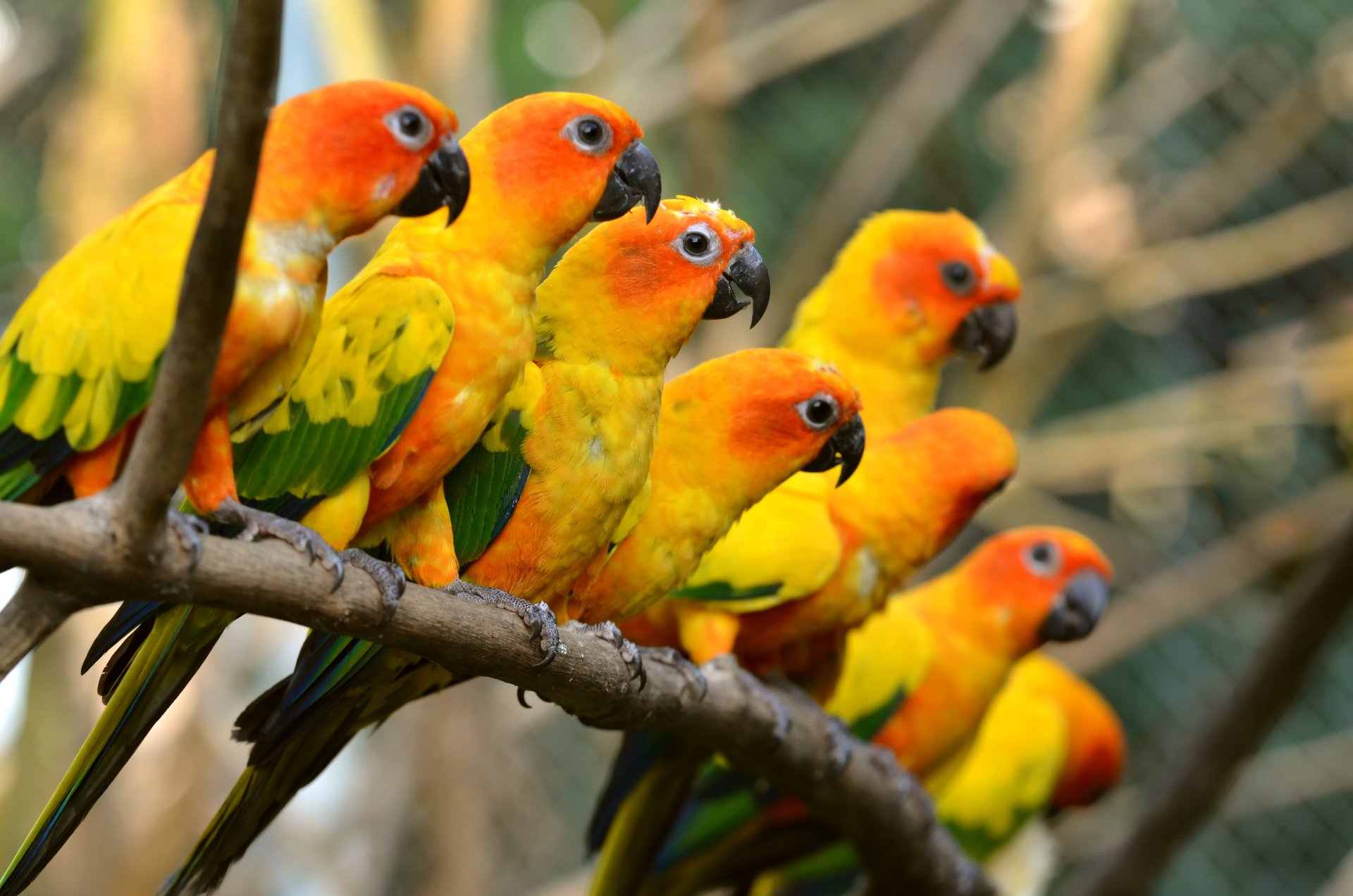 Download Sun Conure Bird Animal Sun Parakeet  4k Ultra HD Wallpaper