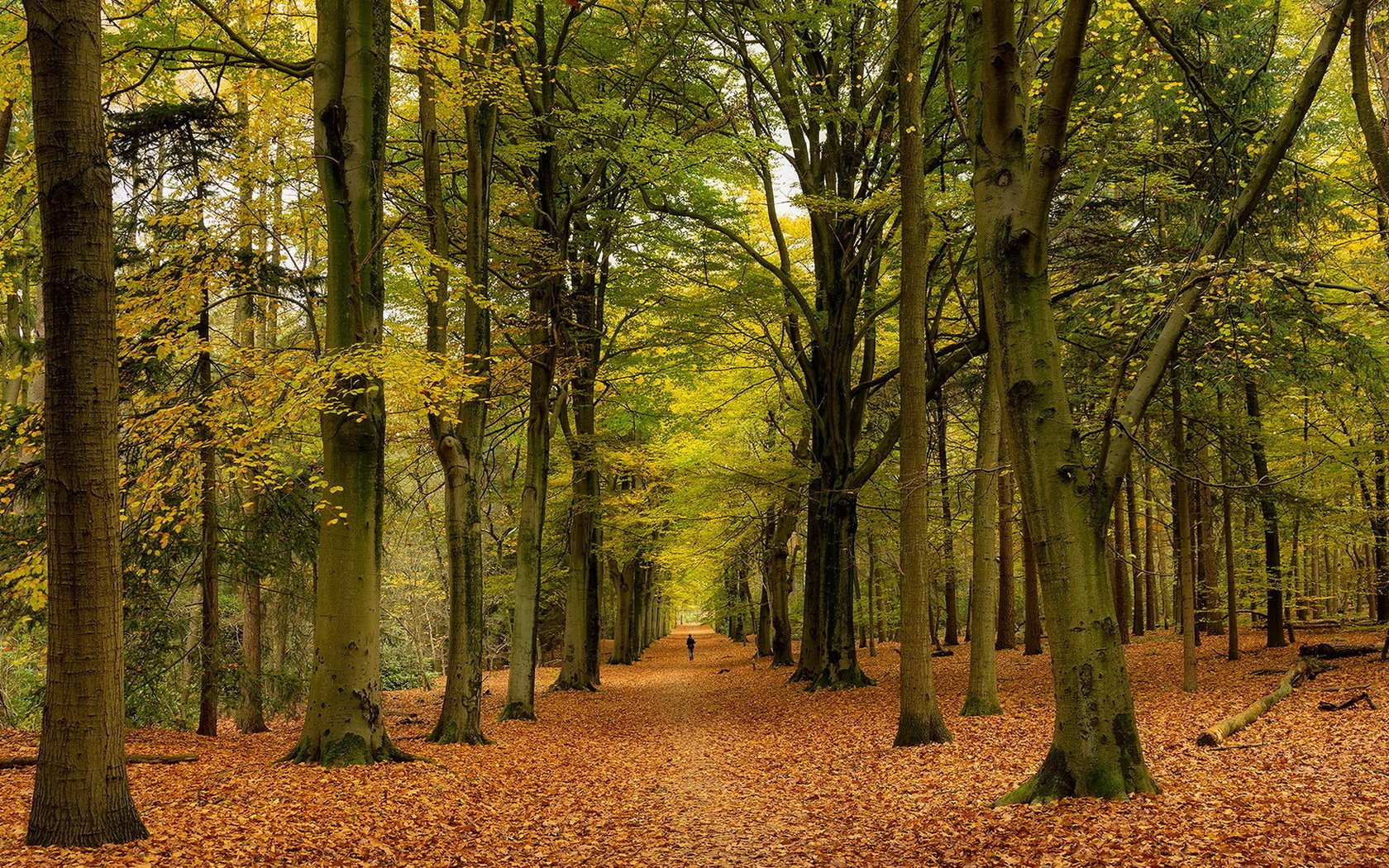 HD PC desktop wallpaper showcasing a serene fall scene with tall trees and a carpet of orange leaves in a peaceful forest setting.