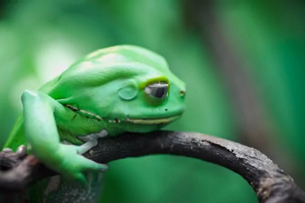 Green frog (animal) resting on a branch with soft green bokeh — HD PC desktop wallpaper/background.