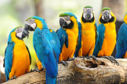 A vibrant group of blue-and-yellow macaws perch together on a branch, showcasing their stunning plumage in this beautiful 4K Ultra HD wallpaper.