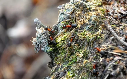 HD desktop wallpaper featuring a close-up of ants crawling on moss-covered bark in a natural outdoor setting.
