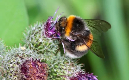 Macro of a bumblebee with orange and black bands feeding on purple thistle, set against vibrant green bokeh — 2K Quad HD PC desktop wallpaper/background.