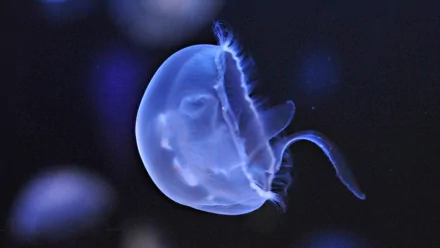 HD PC desktop wallpaper/background showing a translucent blue jellyfish (animal) drifting in a dark, blurred seascape.
