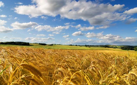 nature cornfield HD Desktop Wallpaper | Background Image