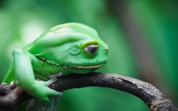 Green frog (animal) resting on a branch with soft green bokeh — HD PC desktop wallpaper/background.