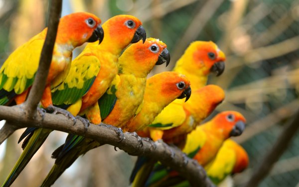 Animal Sun Parakeet Birds Parrots Bird Sun Conure HD Wallpaper | Background Image