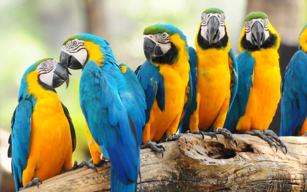 A vibrant group of blue-and-yellow macaws perch together on a branch, showcasing their stunning plumage in this beautiful 4K Ultra HD wallpaper.