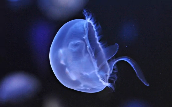 HD PC desktop wallpaper/background showing a translucent blue jellyfish (animal) drifting in a dark, blurred seascape.