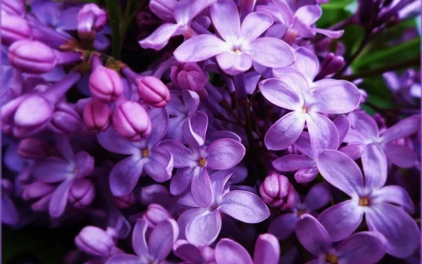 HD desktop wallpaper showcasing a close-up of vibrant lilac flowers in full bloom, highlighting nature's delicate purple petals and buds.