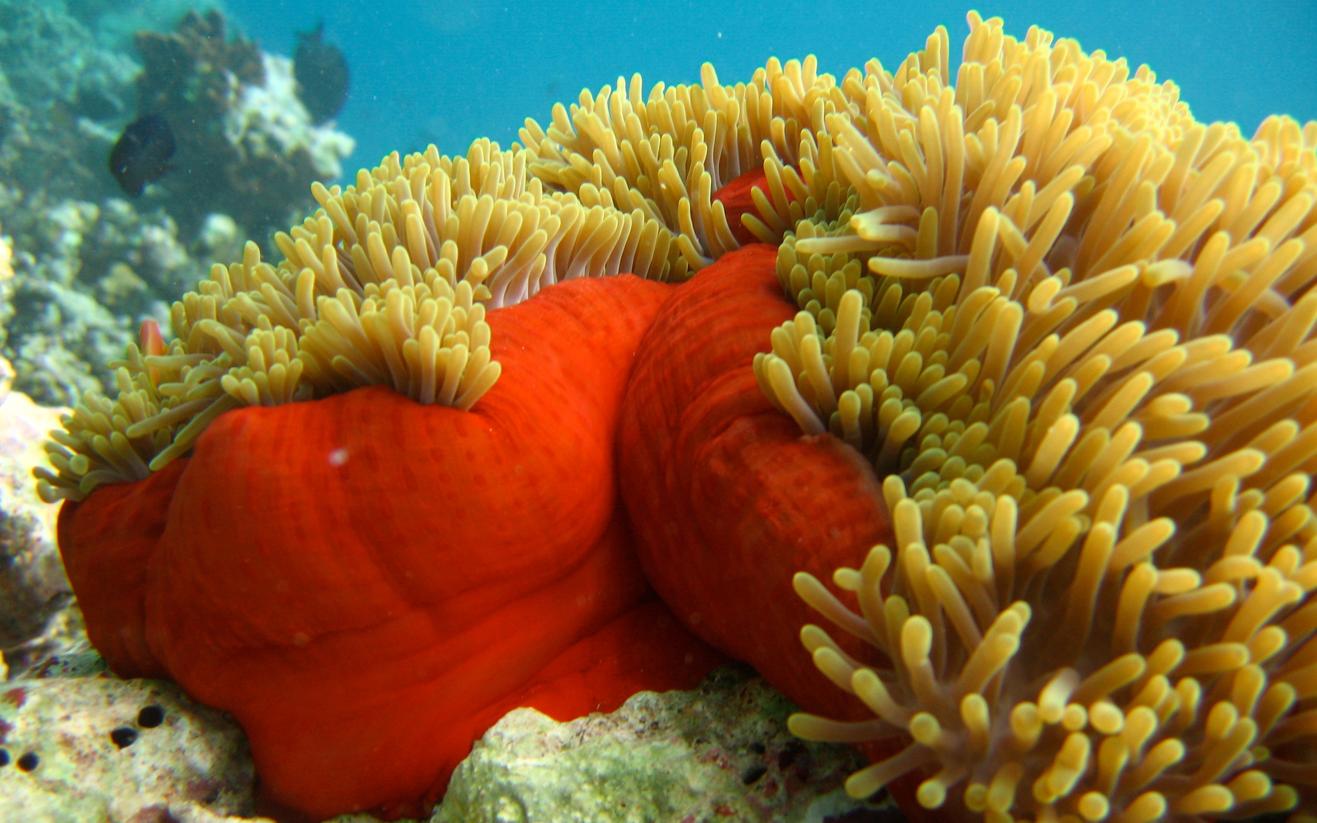 Animal Sea Anemone HD Wallpaper | Background Image