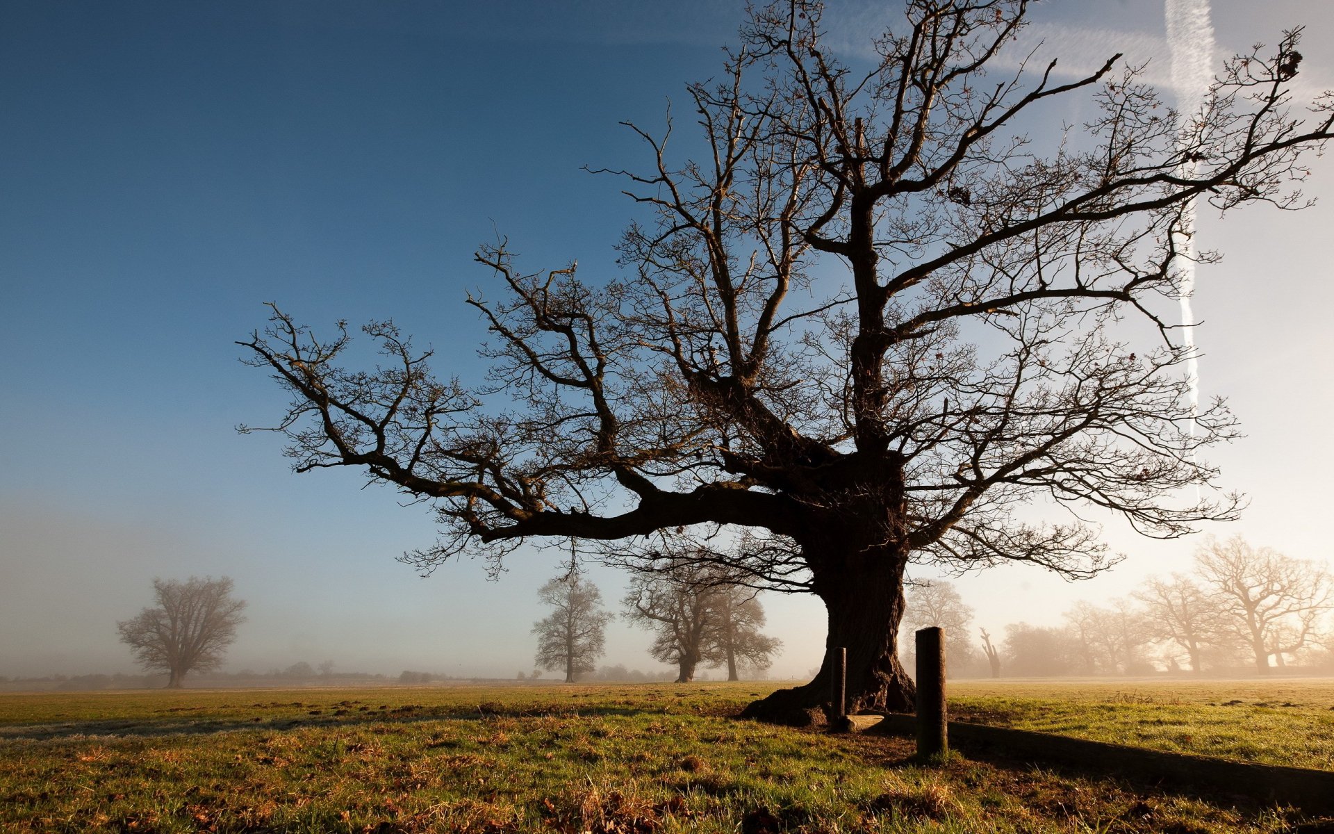 Download Nature Tree HD Wallpaper | 2560x1600 | Wallpaper Abyss