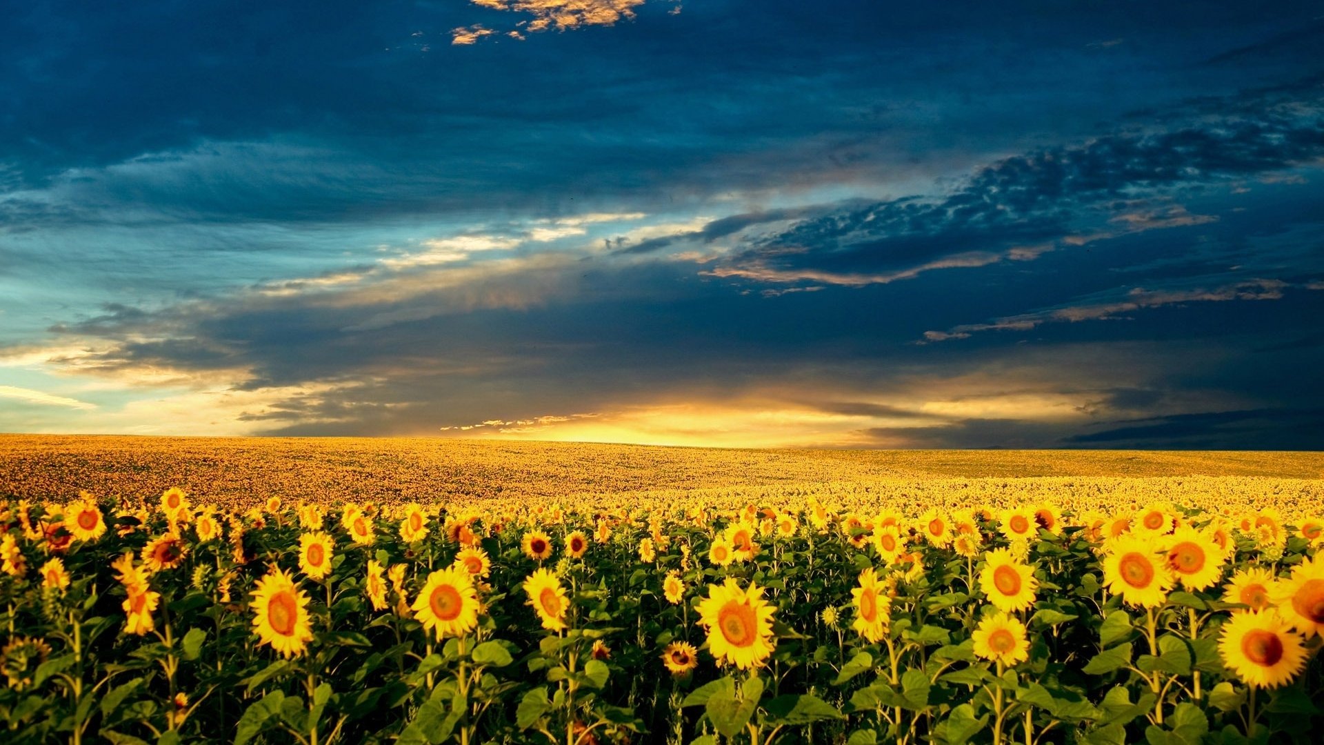 Featured image of post Sfondi Desktop Girasoli Hd