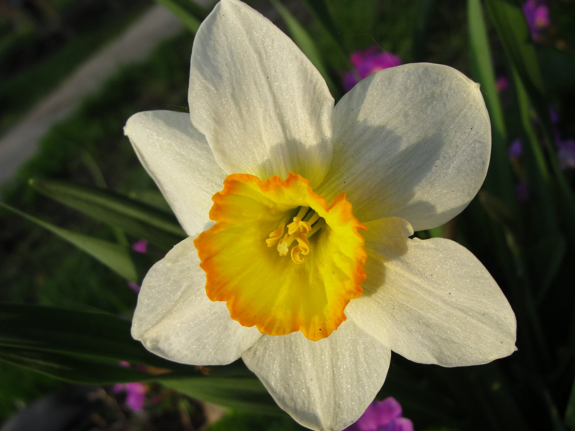 Download Flower Nature Daffodil HD Wallpaper
