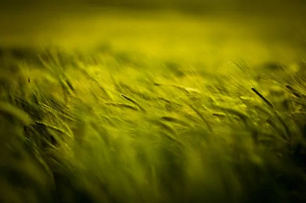 HD desktop wallpaper featuring a close-up view of a golden wheat field gently swaying in the breeze under soft, warm lighting.