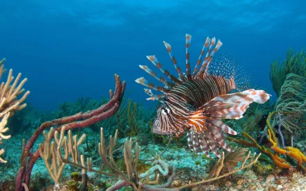 Animal lionfish HD Desktop Wallpaper | Background Image