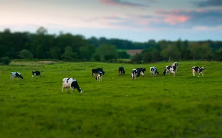 A serene HD desktop wallpaper showcasing a pasture with grazing cows, framed by lush greenery and a soft, colorful sunset in the background.